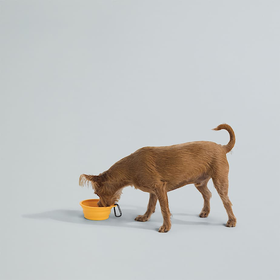 Collapsible Pet Bowl